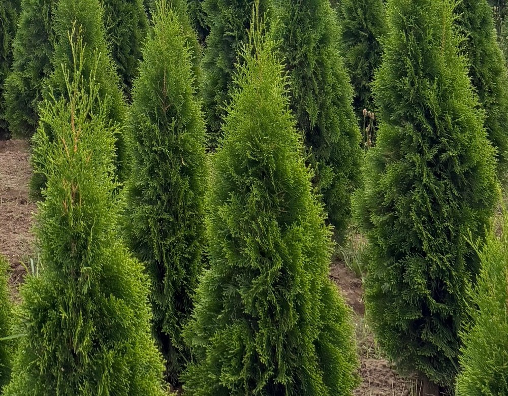 Rows of arborvitae at RN Nursery