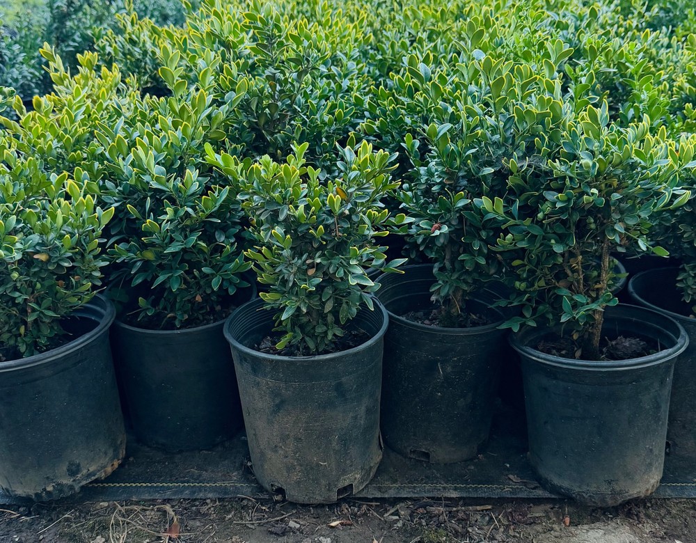 Boxwoods at RN Nursery