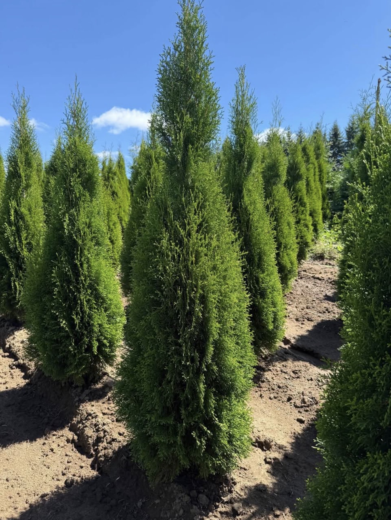 Arborvitae plants