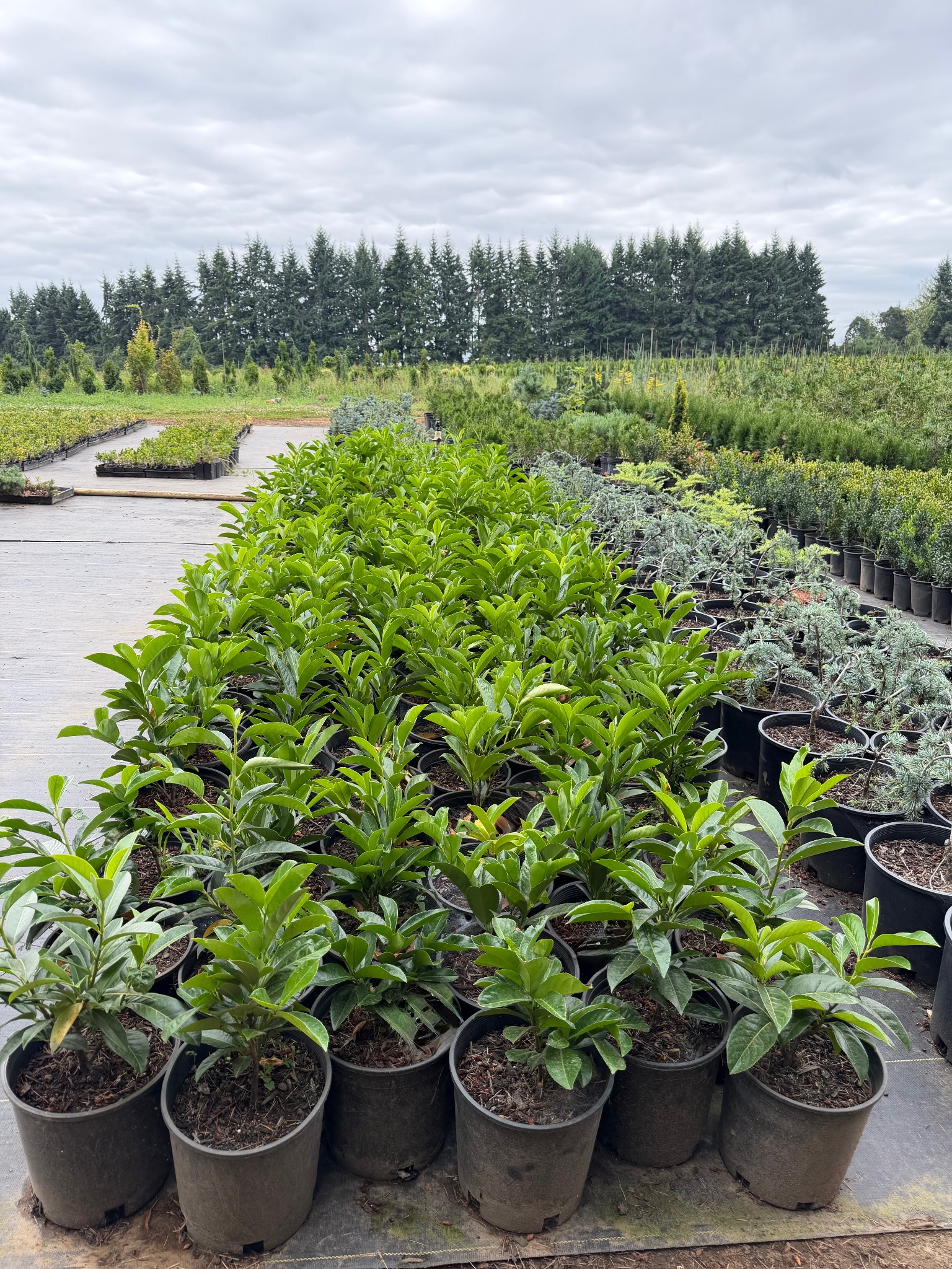 Container nursery stock