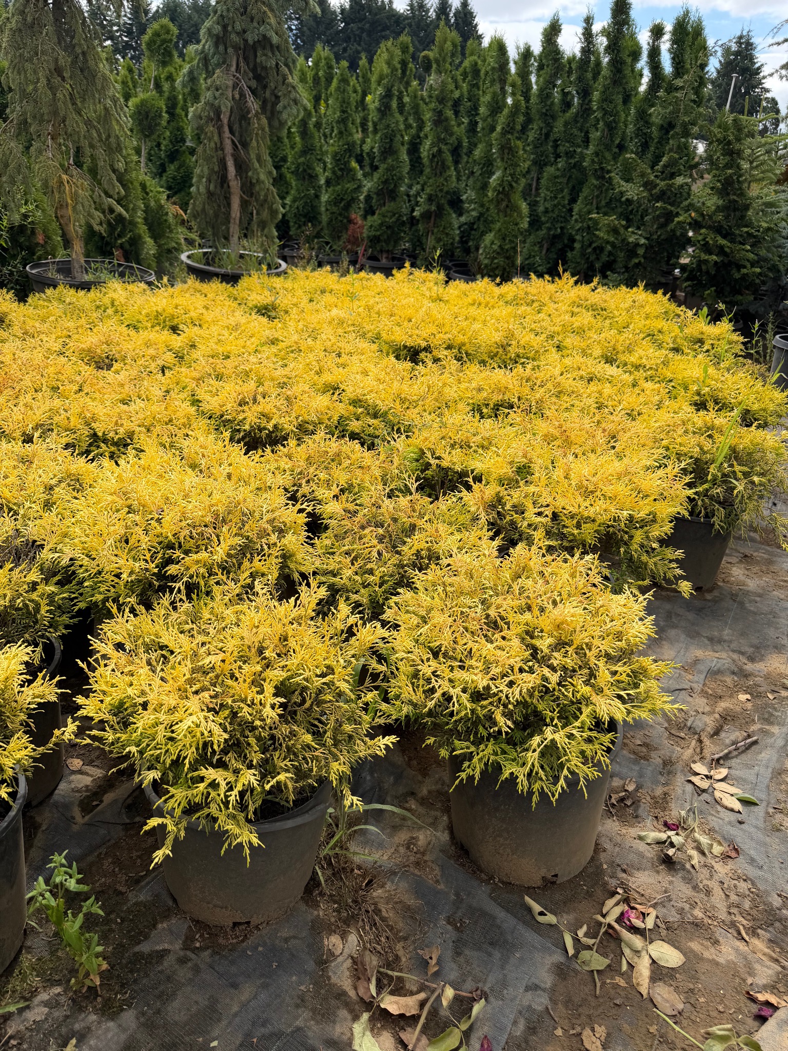 Gold Mop Cypress