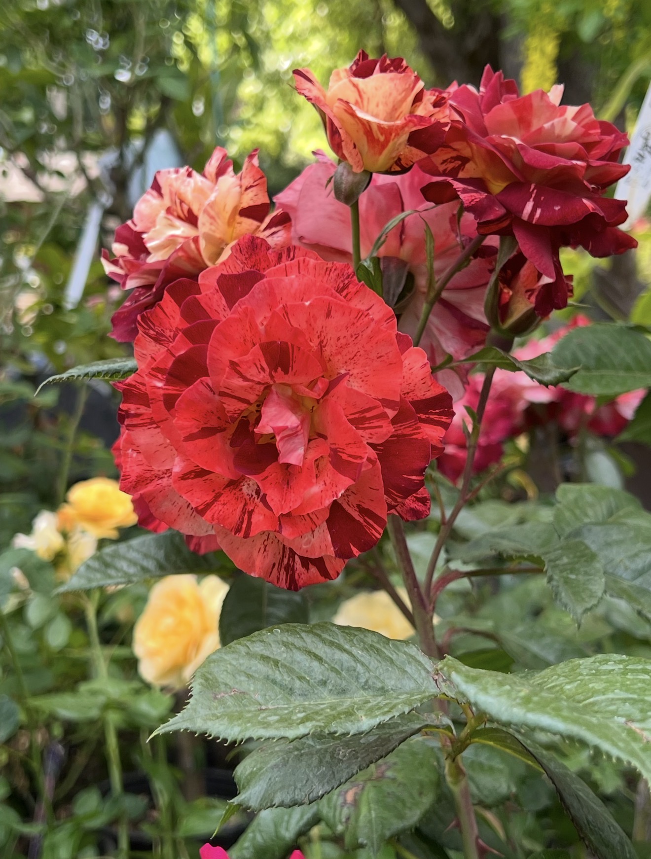 Rose bloom