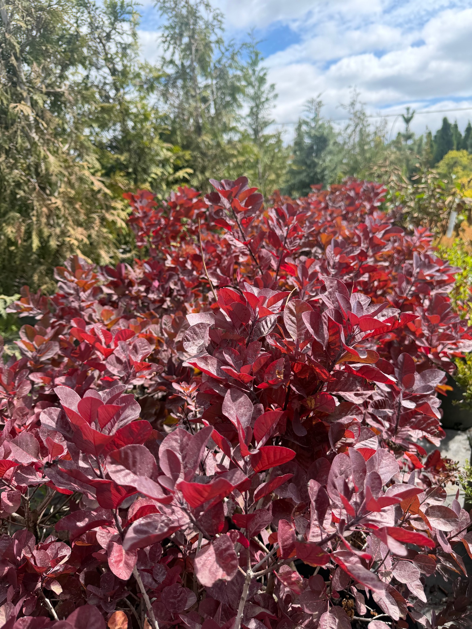 Smoke bush foliage