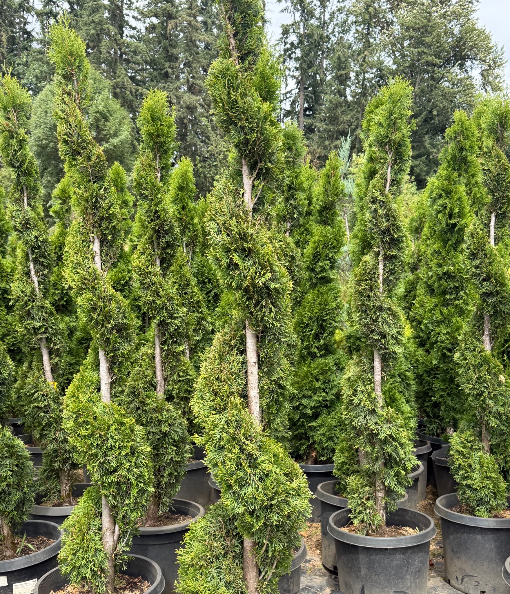 Spiral arborvitae specimens at RN Nursery