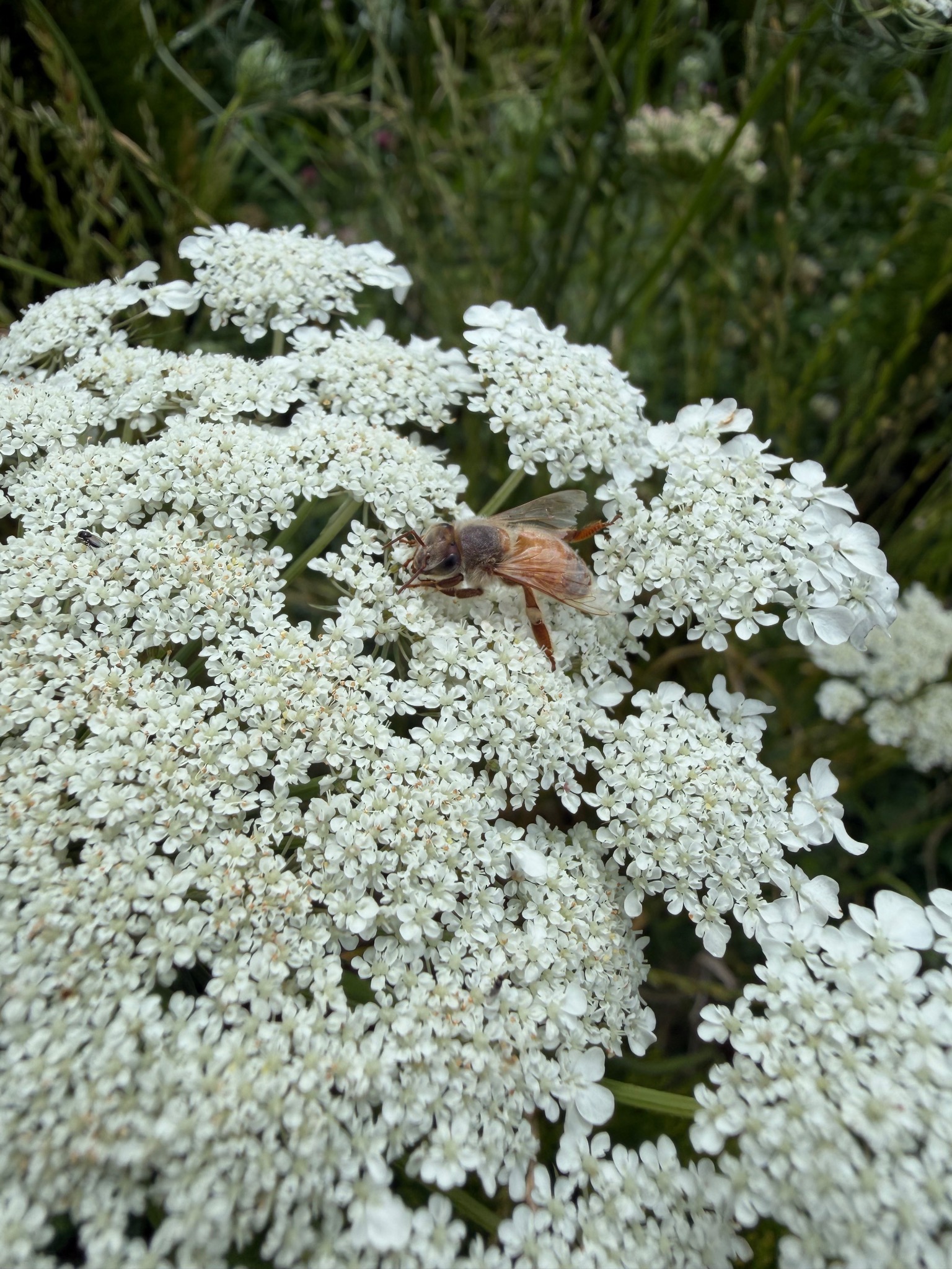 White flowering specialty plant