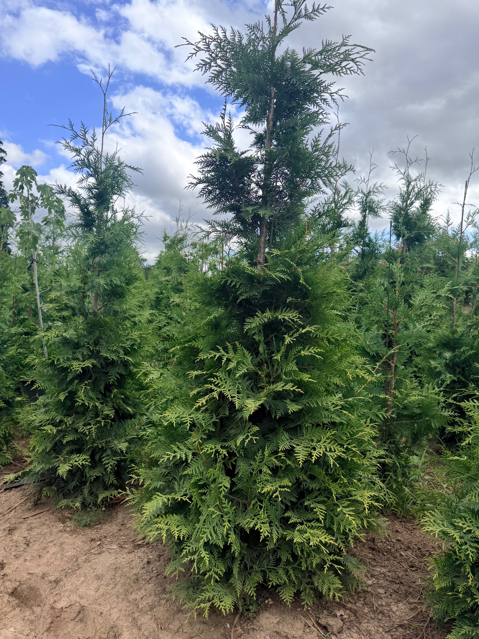 Green Giant row