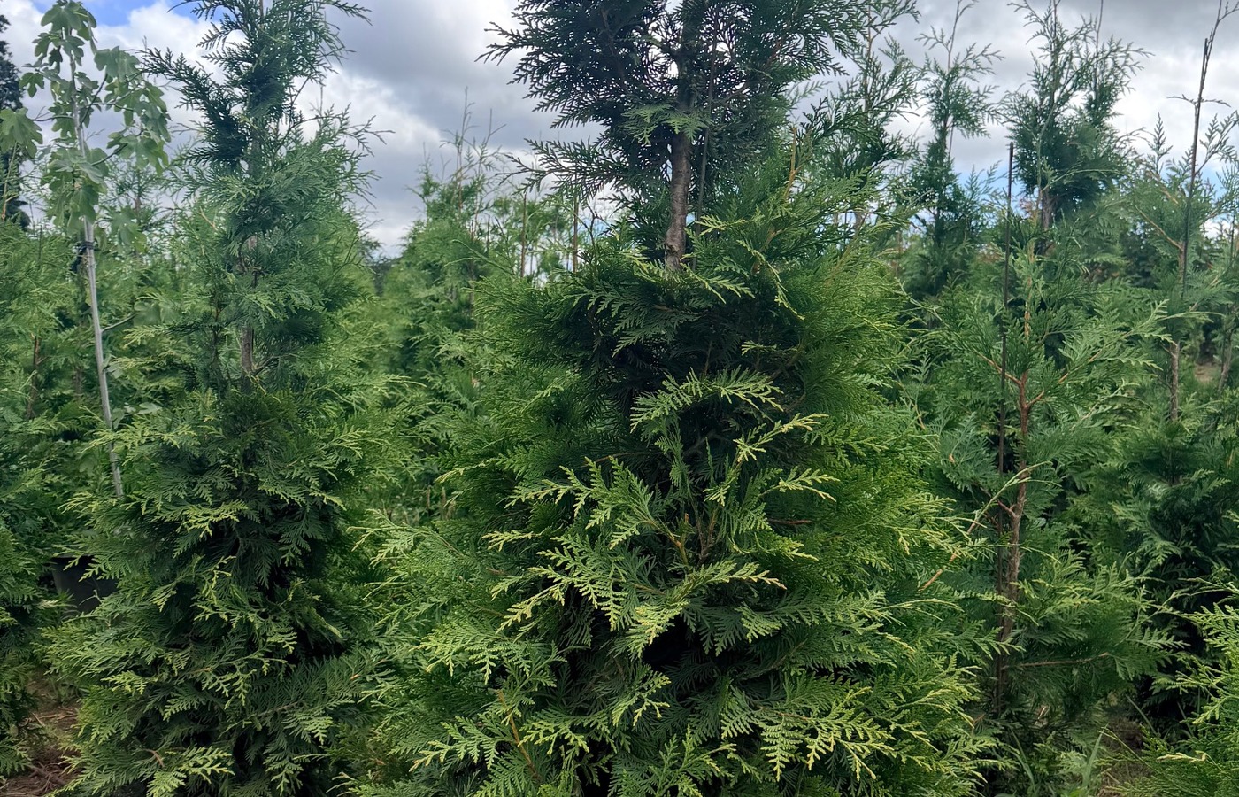 Green Giant arborvitae at RN Nursery