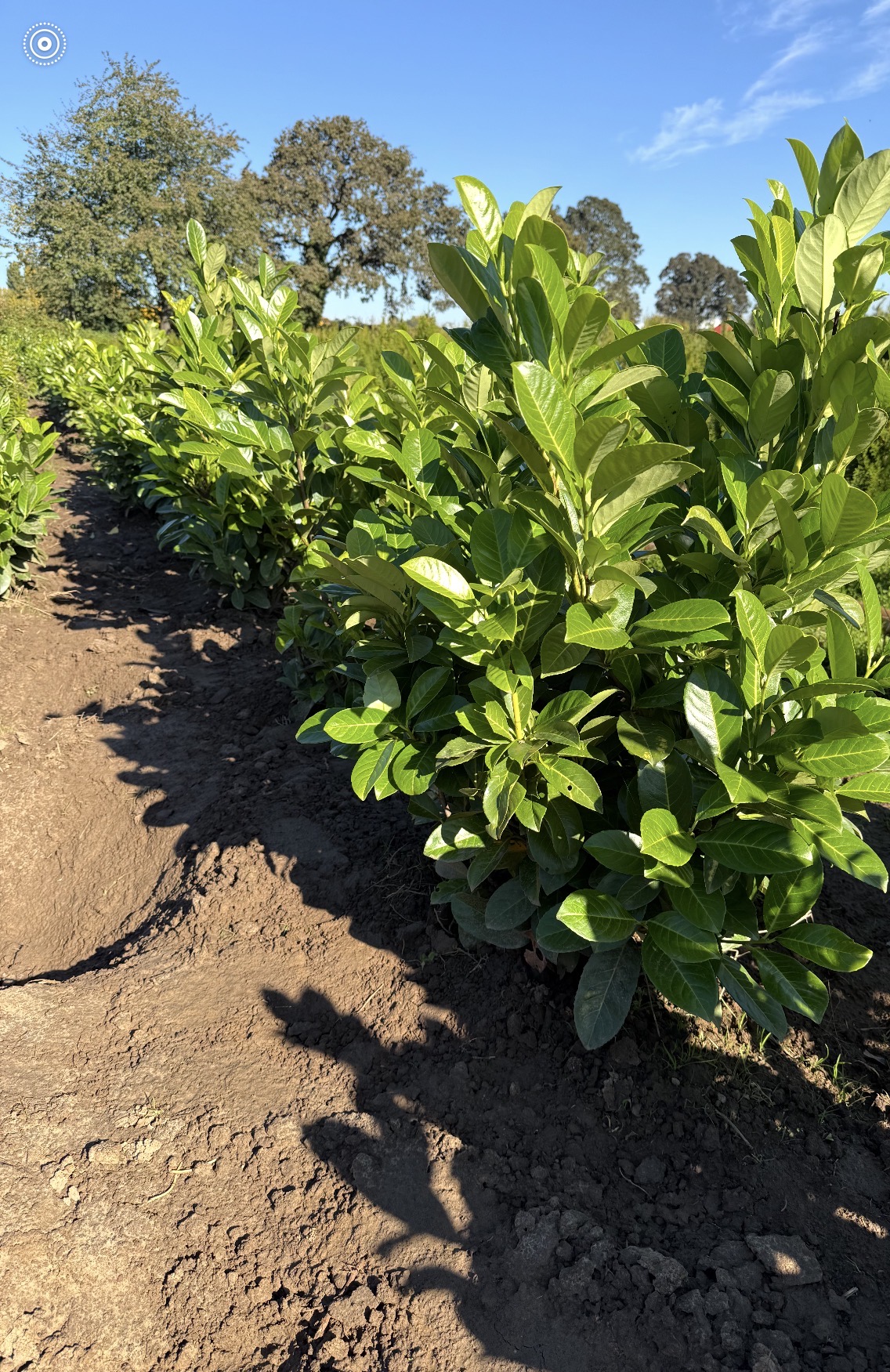 Rows of laurel plants