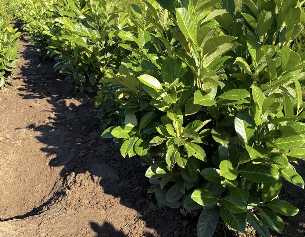 Laurels at RN Nursery