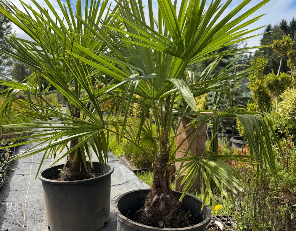 Windmill palms at RN Nursery