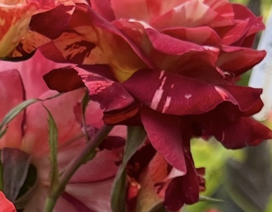 Deep red rose at RN Nursery