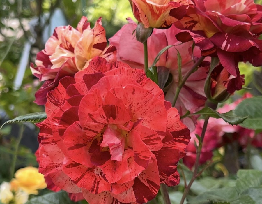 Mixed color roses at RN Nursery