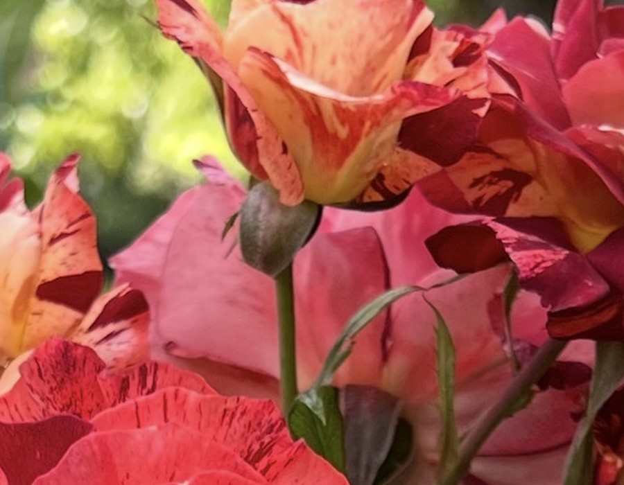 Peach rose at RN Nursery