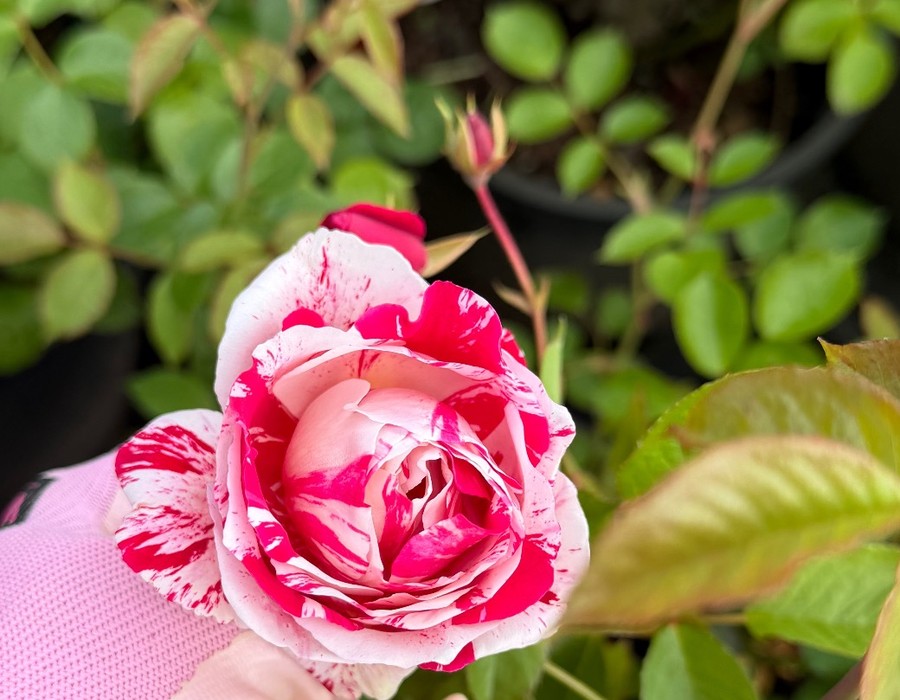 Pink rose at RN Nursery