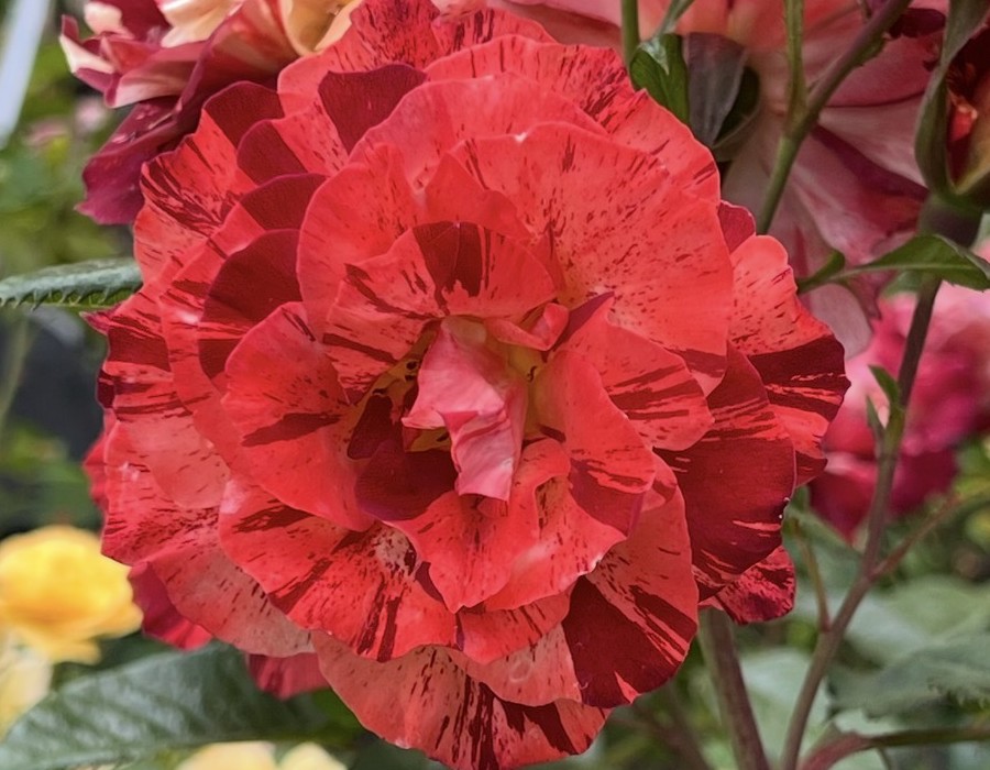 Red striped rose at RN Nursery