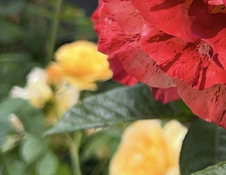 Yellow roses at RN Nursery