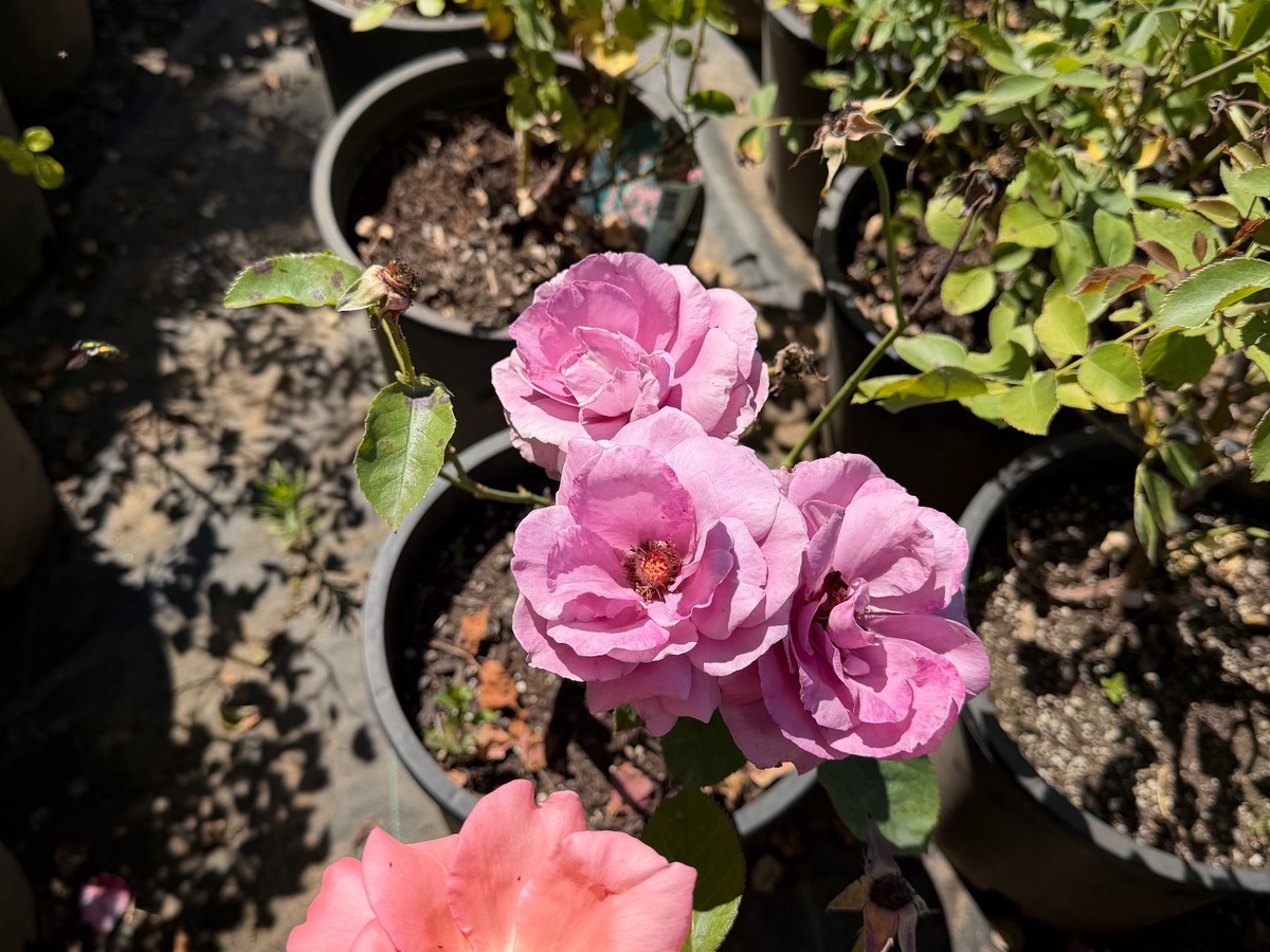 Lavender pink and coral roses at RN Nursery
