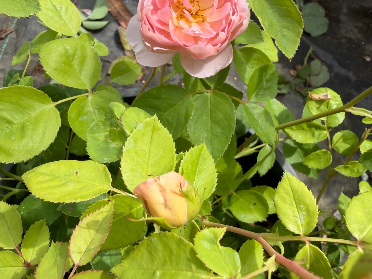 Soft pink rose at RN Nursery