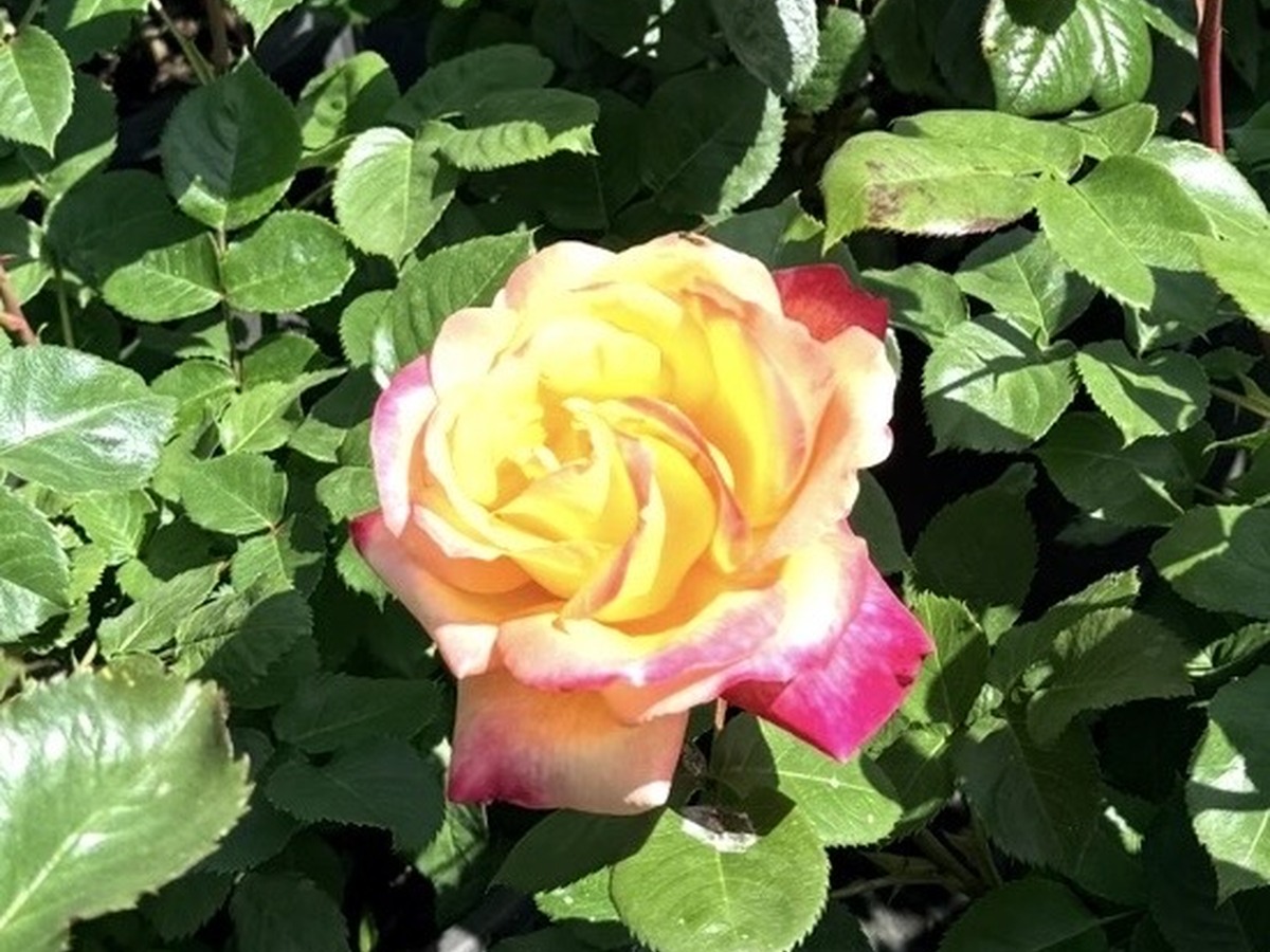 Yellow pink and peach blend rose at RN Nursery