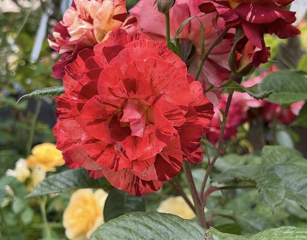 Rose bloom at RN Nursery