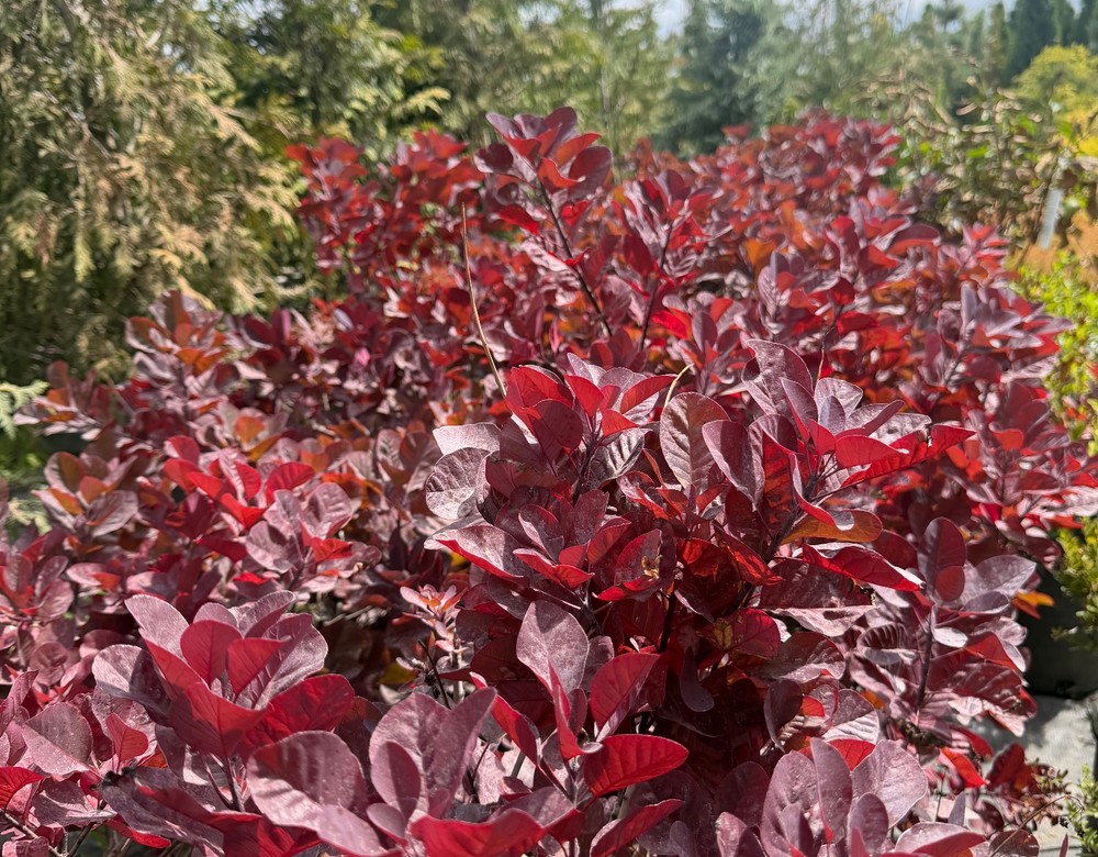 Smoke bush foliage at RN Nursery